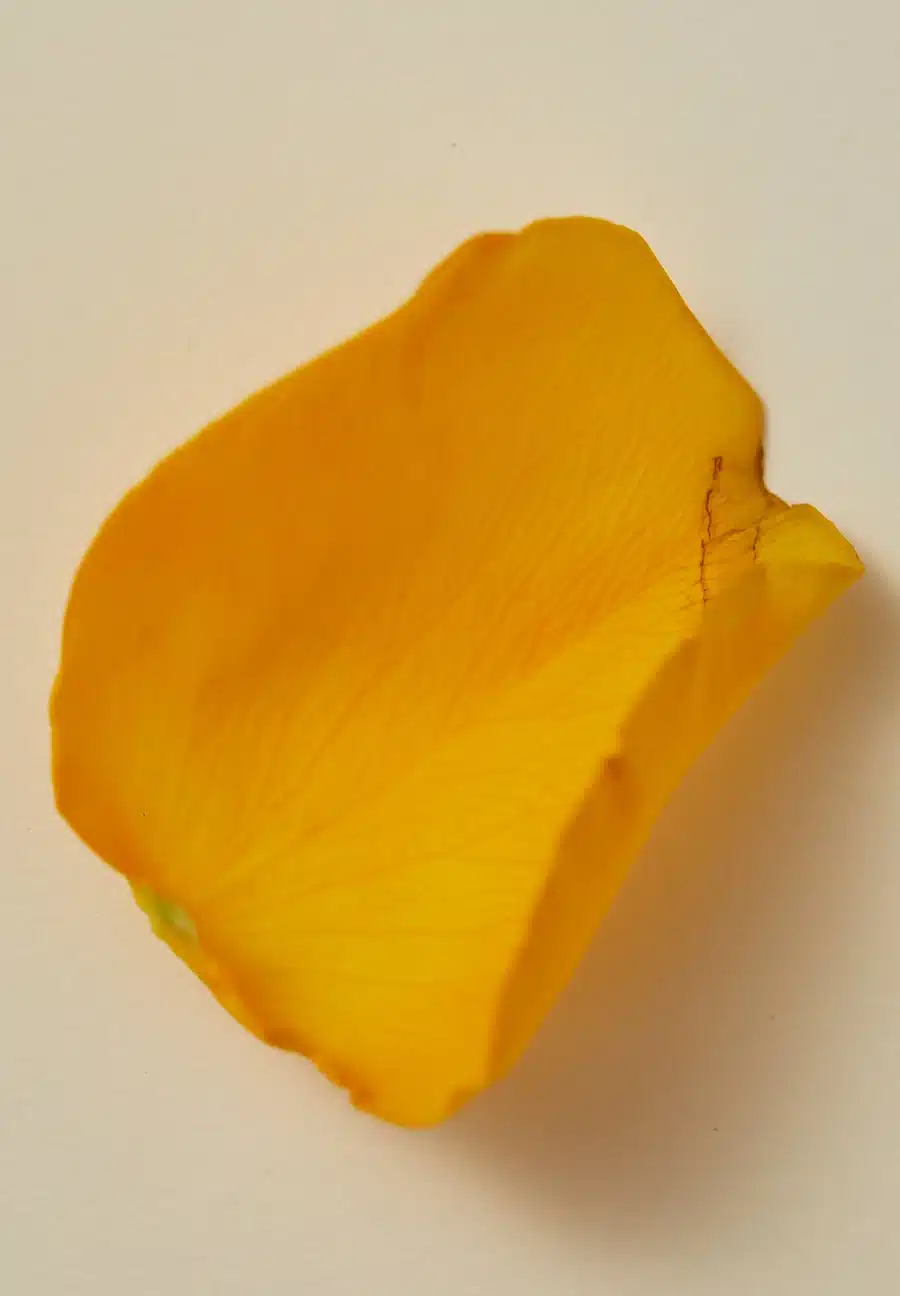 111220_AYUweb_017_900x