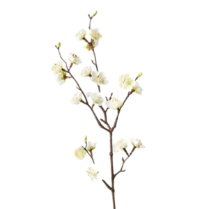 Blossom Plum 50cm