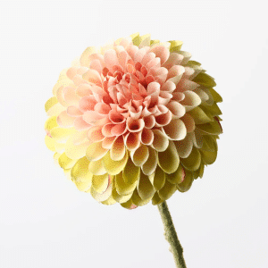 Dahlia Spray