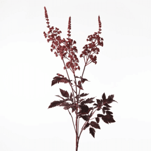 Cohosh Spray 80cm
