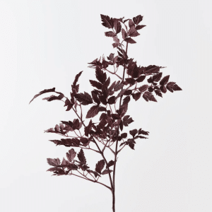 Cohosh Leaf Spray 120cm