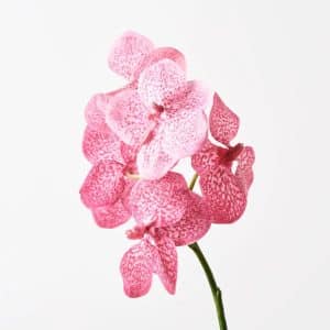 Orchid Vanda 66cm