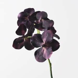 Orchid Vanda