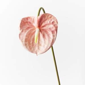 Anthurium
