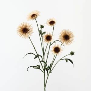 Daisy spray 73cm