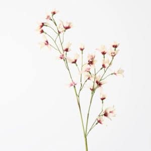 Rain Lily